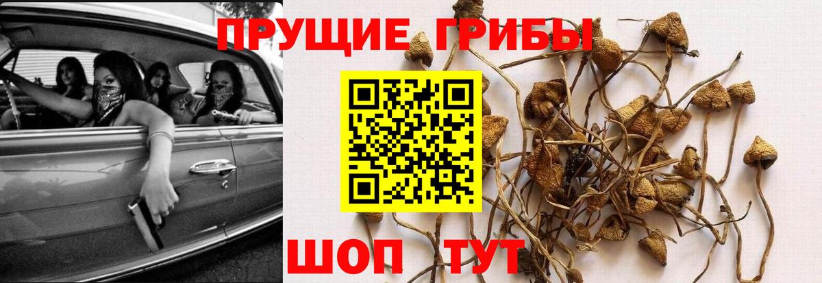 Галлюциногенные грибы GOLDEN TEACHER  дарнет шоп  Тара  Галлюциногенные грибы мухоморы  Вход с VPN 